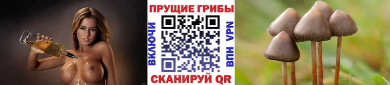 купить   Порхов  Галлюциногенные грибы GOLDEN TEACHER 